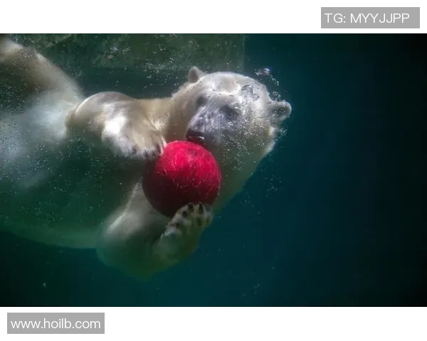 动物界的足球明星们如何在绿茵场上展现他们的独特魅力与才华